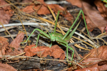 The predatory bush-cricket (lat. Saga pedo), of the family Tettigoniidae.