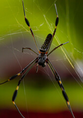 Golden orb-weaver Nephila clavipes in their spider web