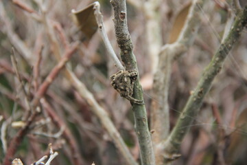 巣を作り始めているオニグモ