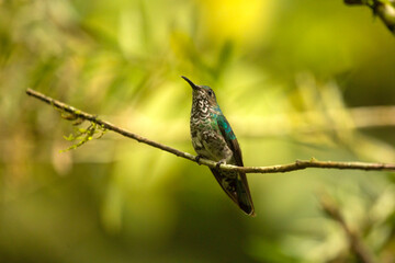 The white-necked jacobin (Florisuga mellivora), female.