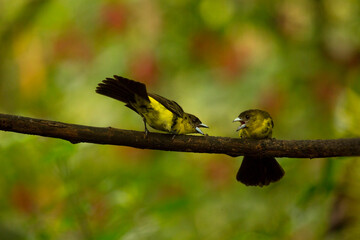 The flame-rumped tanager (Ramphocelus flammigerus), female.