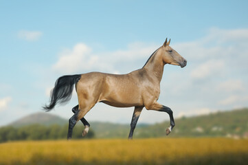 Obraz na płótnie Canvas Beautiful buckskin horse in the field