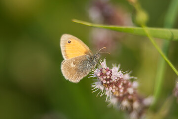 Schmetterling Kleines Wiesenvögelchen (Coenonympha pamphilus)