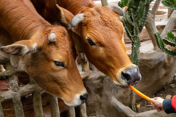 feeding oxen in a zoo