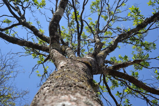 Big tree trunk Santalum album