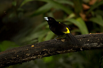 The flame-rumped tanager (Ramphocelus flammigerus), male.