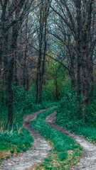 forest greenery and path in the forest