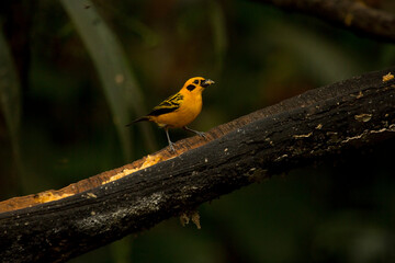 The golden tanager (Tangara arthus).