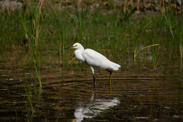 Garza Dedos Dorados (Egretta thula)