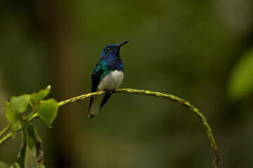 The white-necked jacobin (Florisuga mellivora), male.