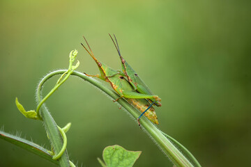 Grasshopper in nature