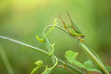 Grasshopper in nature