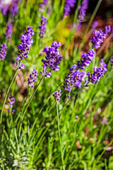 Lavender blooming in the summer