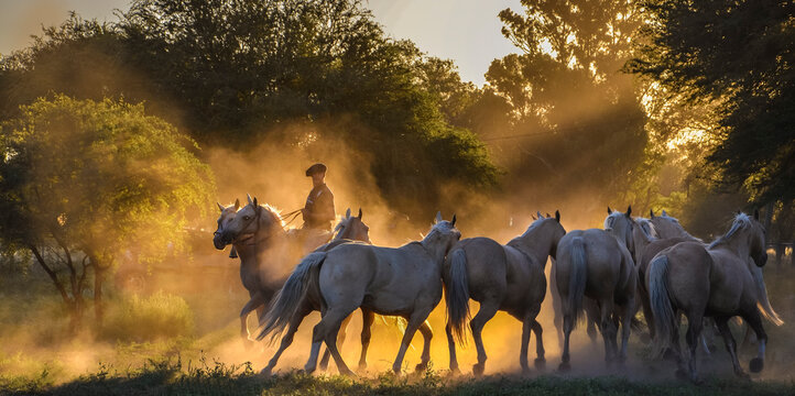 im&aacute;gen cinematogr&aacute;fica de un grupo de caballos al contraluz trotando con br&iacute;o en el ocaso de la tarde.