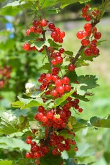 夏に赤い実をつけたアカスグリ