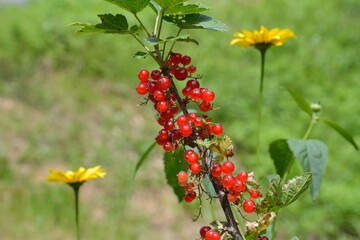 夏に赤い実をつけたアカスグリ