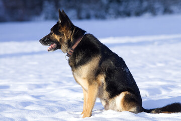 Deutscher Schäferhund im Winter spielt im Schnee