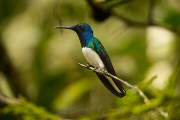 The white-necked jacobin (Florisuga mellivora), male.