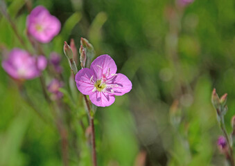 Fototapeta premium 可憐な紅色の花を咲かせるアカバナユウゲショウ