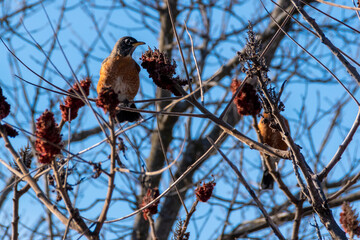 A bird sits in a barren tree, gazing off into the distance, on a brisk sunny winter day in Marie Curtis Park in Toronto (Etobicoke), Ontario.