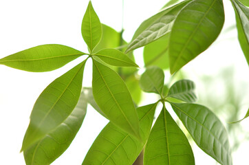 素朴な葉っぱ（Rustic leaves）