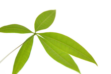 素朴な葉っぱ（Rustic leaves）
