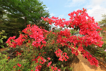 The blooming triangle plum is in Sanya, South China