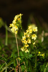 Schlüsselblume, Primula Veris	