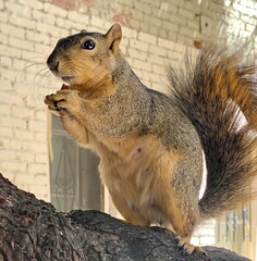 squirrel eating nut and looking around 