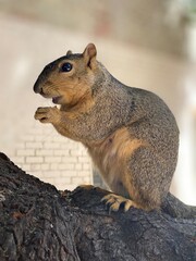 squirrel eating nut and standing on hind legs 