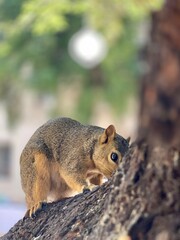 squirrel looking out with one eye 