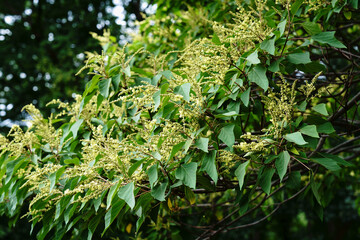 白い花をつけた夏のアカメガシワの木