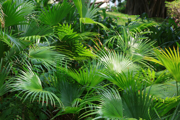 The lush growth of cattail in the park, Sanya City, South China