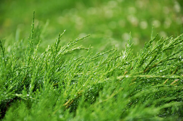 Plant Juniperus horizontalis on background of garden, Andorra Compact, close-up