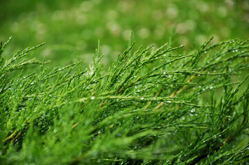 Plant Juniperus horizontalis on background of garden, Andorra Compact, close-up