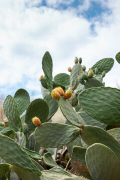 Prickly pear cactus fruits. Opuntia ficus-indica, Ria Formosa, Cacela Velha, Algarve