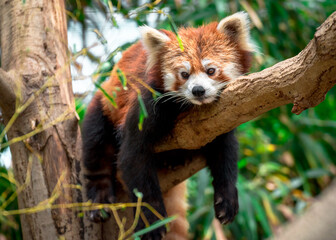 Red Panda (Lesser panda) resting on a tree in Japan with green leaves hanging over a branch