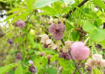 淡い紫色の花をつけた春のアケビ