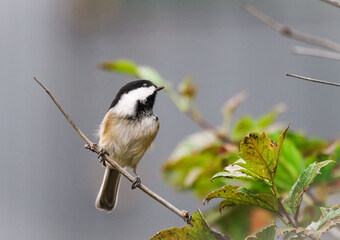Chickadee
