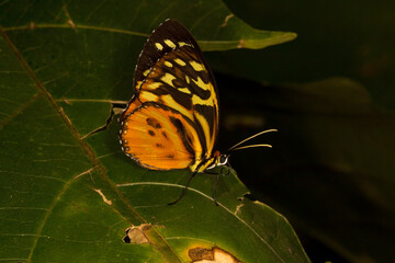 The Harmonia tiger-wing or Harmonia tiger (Tithorea harmonia).