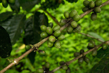  The Arabian coffee (Coffea arabica),