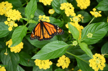 Monarch butterfly in nature