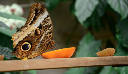 Butterfly eating or drinking fruit juice 