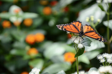 Monarch butterfly in nature