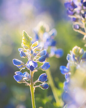 Dreamy Bluebonnet in San Antonio, Texas. State flower of Texas. Macro lupine photo at UTSA campus with beautiful bokeh blurred background