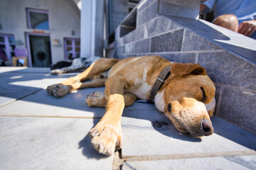 ギリシャサントリーニ島にて犬のお昼寝