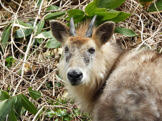 Fototapeta premium 二ホンカモシカ・4月・秋田市