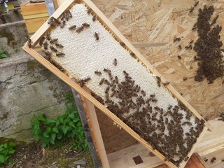 Obraz premium ramka w ulu z pszczołami