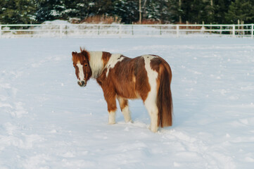 horse in winter