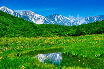 長野県八方尾根から、ニッコウキスゲと鎌池湿原に映る北アルプス白馬岳-2